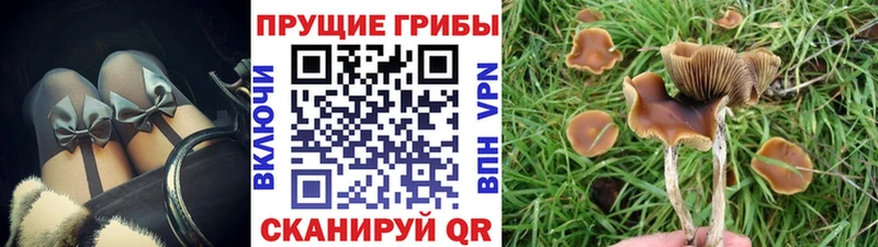 это клад  Петухово  Псилоцибиновые грибы Cubensis  где купить наркоту 